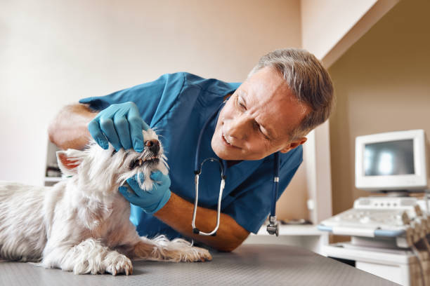 Best Weekend Emergency Dentist in Mineral Wells, TX